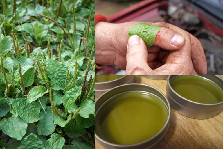 Nature’s First Aid Kit: The Remarkable Healing Power of Plantain Leaf