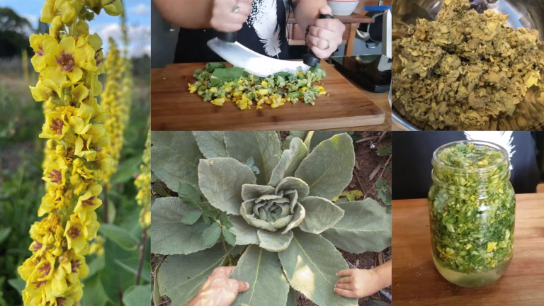 The Pioneer’s Lung Medicine: How Mullein Can Clear Your Airways When Modern Medicine Fails