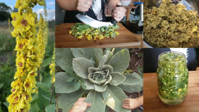 The Pioneer’s Lung Medicine: How Mullein Can Clear Your Airways When Modern Medicine Fails