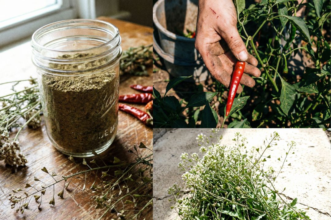 How to Make Hemostatic Powder That Stops Bleeding in Under a Minute