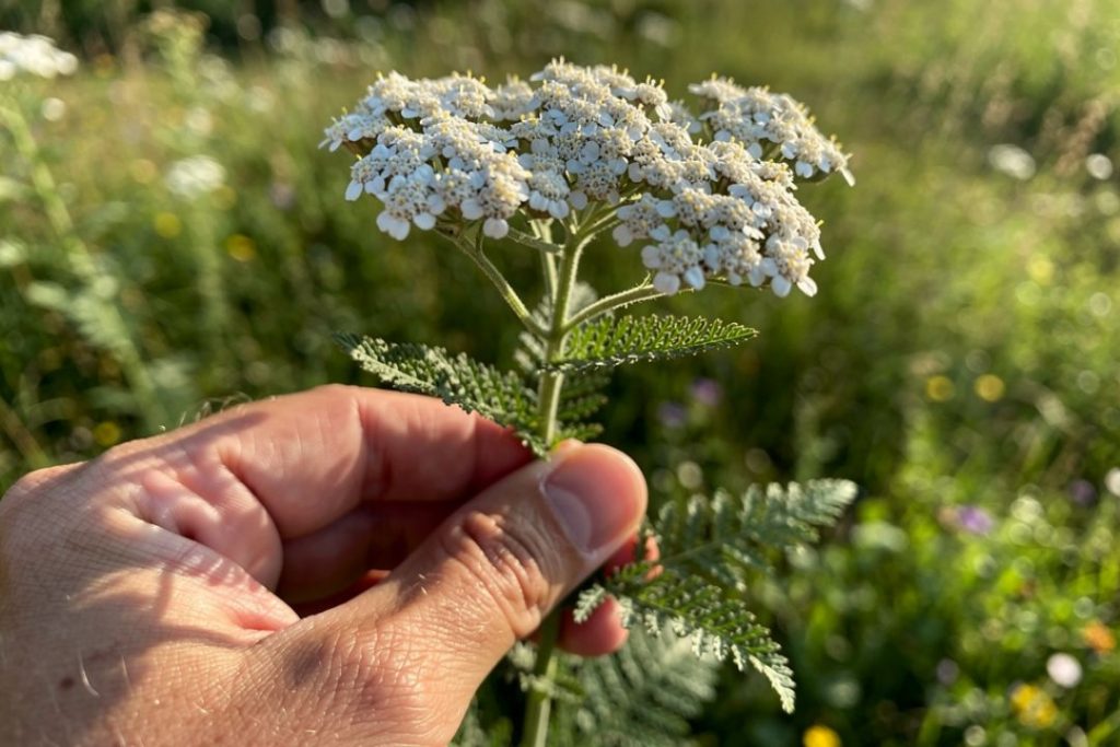 Yarrow