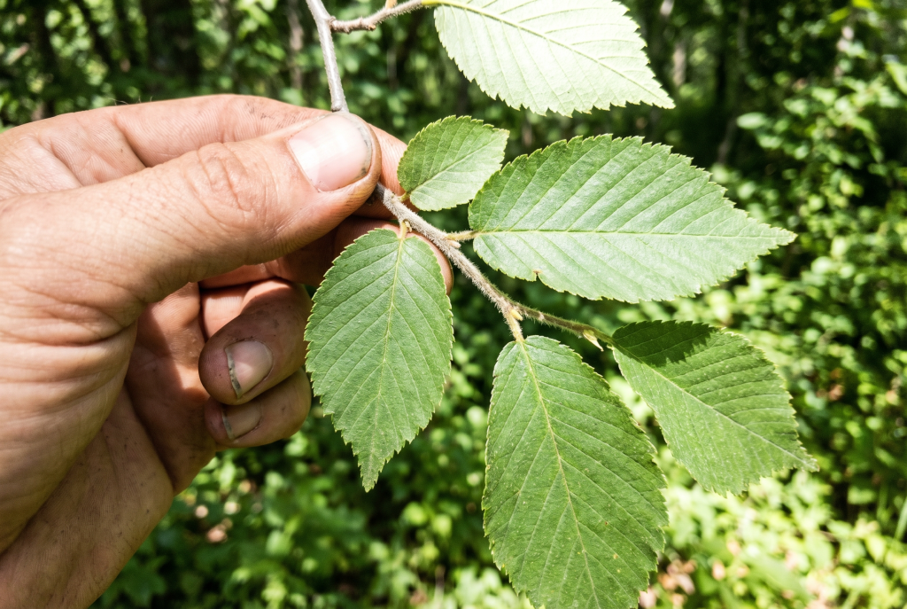 Slippery elm leaves on a branch showing rough texture and doubly serrated edges