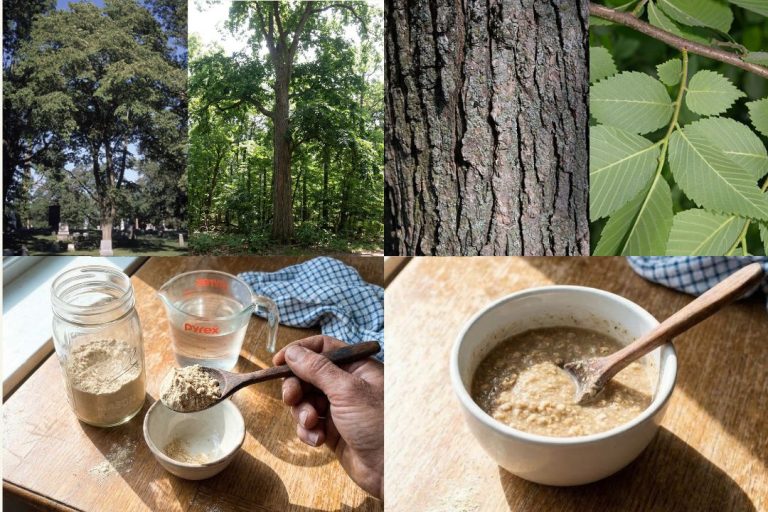 Collage of slippery elm tree, inner bark, powder in bowl, and finished healing gruel