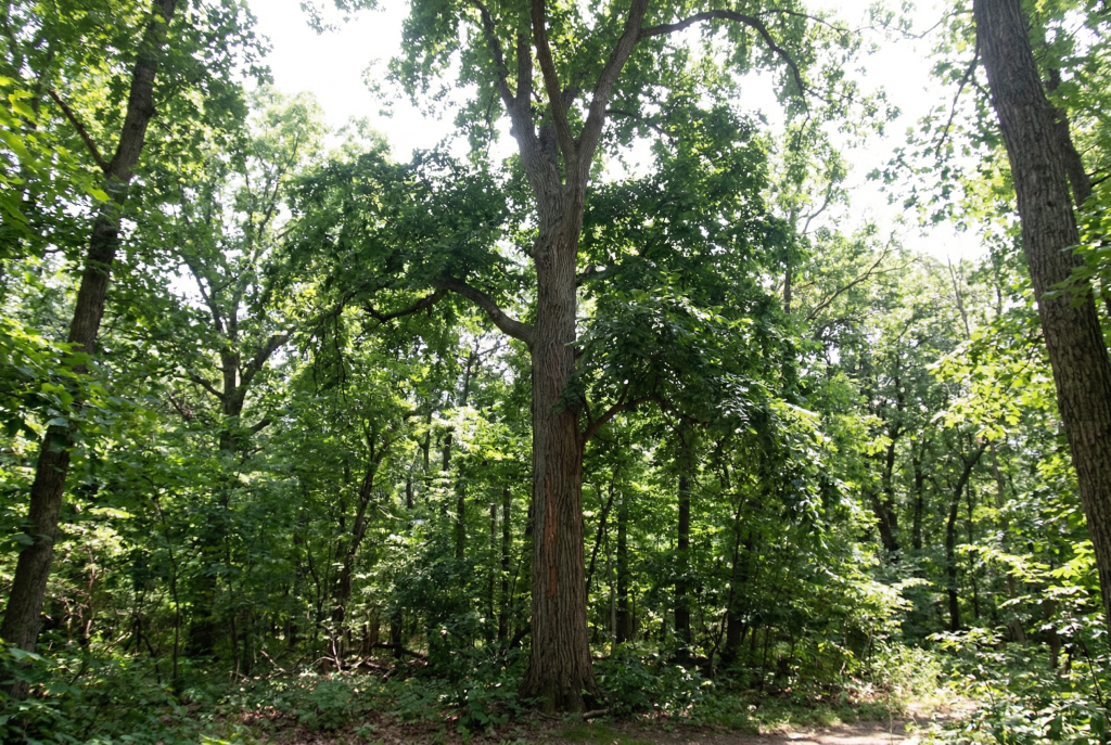 Mature slippery elm tree with spreading crown in an eastern hardwood forest