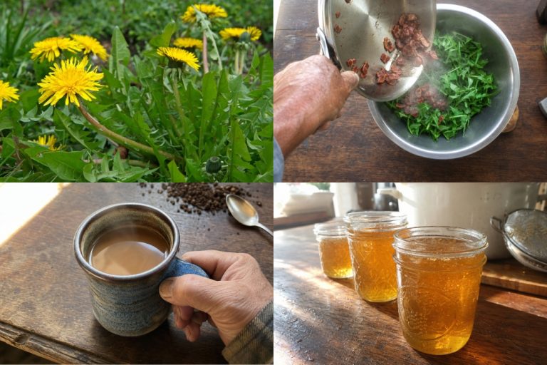 Four-panel collage of dandelion uses: fresh greens, golden flower jelly, roasted root coffee, and a bacon and egg dandelion salad