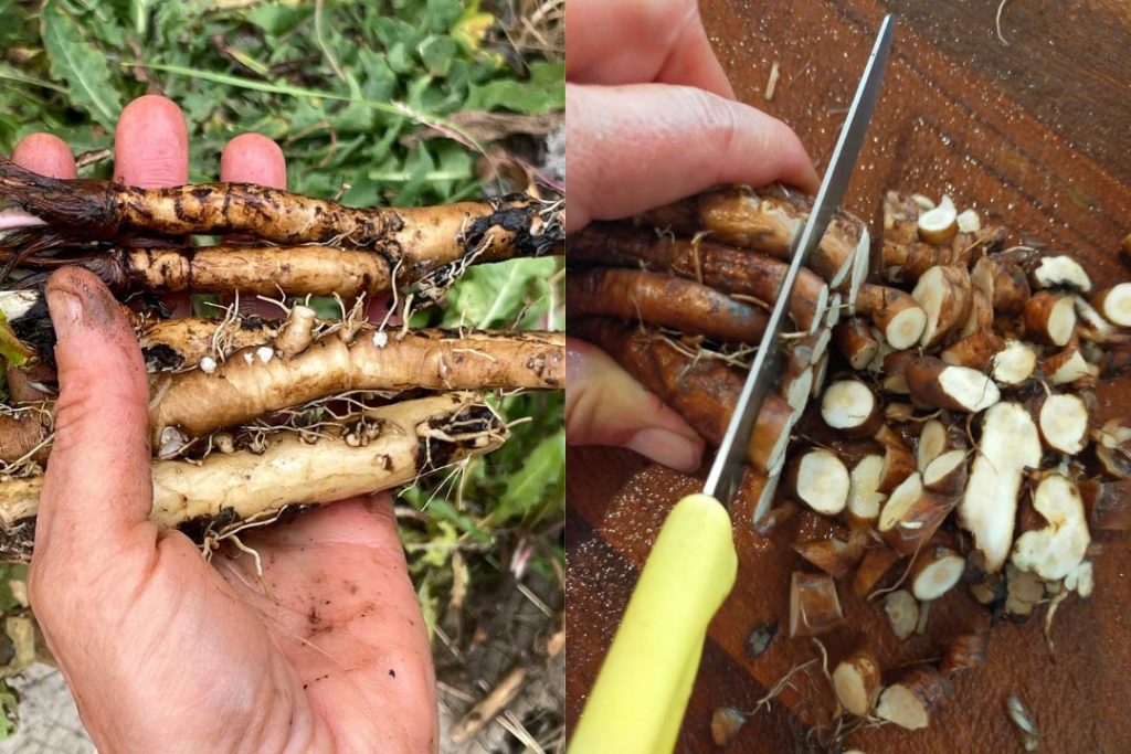 Freshly dug tan dandelion taproots with sliced pieces showing cream-white interiors on a weathered outdoor table.